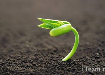 Почему умирают компании?