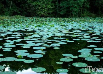 Болотная культура