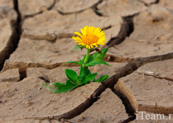 Организационная структура предприятия с позиций обеспечения выживания